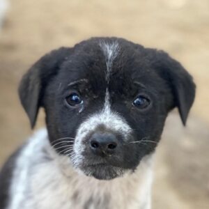 Pascuala – geb. ca. 10/2025