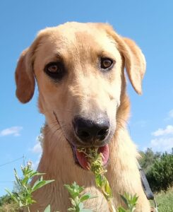 Petros – geb. ca. 12/2024