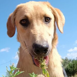 Petros – geb. ca. 12/2024