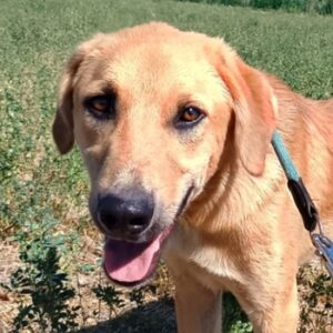 Petros – geb. ca. 12/2024