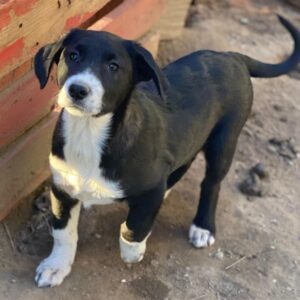 Pinot Noir – geb. ca. 08/2025