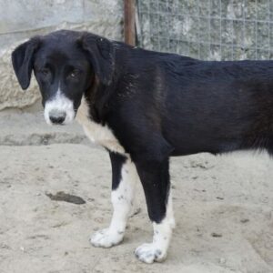 Pinot Noir – geb. ca. 08/2025