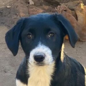 Pinot Noir – geb. ca. 08/2025