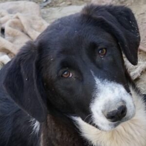 Pinot Noir – geb. ca. 08/2025