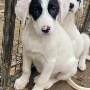 Pinotage – geb. ca. 09/2025