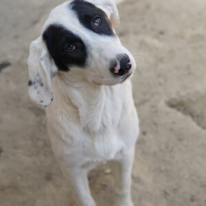 Pinotage – geb. ca. 09/2025