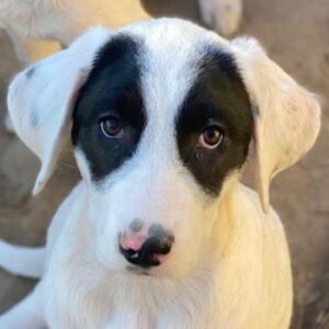 Pinotage – geb. ca. 09/2025