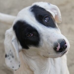 Pinotage – geb. ca. 09/2025