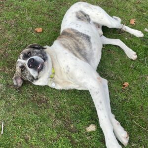 Pugsley – geb. ca. 11/2024