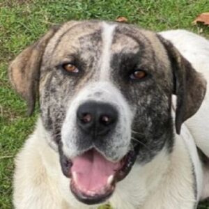 Pugsley – geb. ca. 11/2024