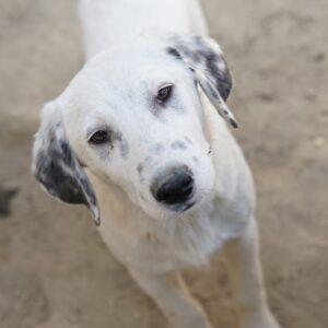 Riesling – geb. ca. 08/2025