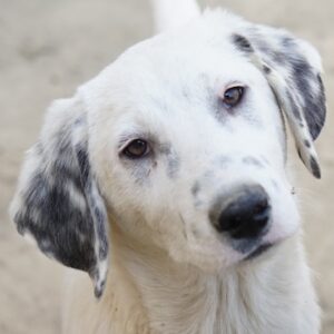 Riesling – geb. ca. 08/2025