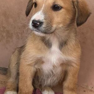 Sanna – geb. ca. 11/2025