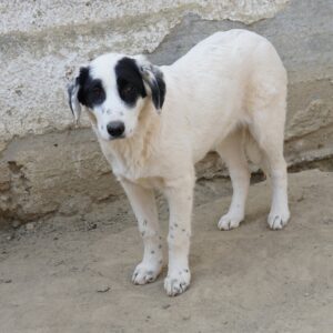 Sauvignon Blanc – geb. ca. 09/2025