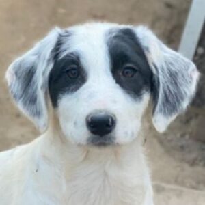 Sauvignon Blanc – geb. ca. 09/2025