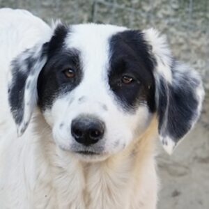 Sauvignon Blanc – geb. ca. 09/2025