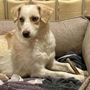 Shani – geb. ca. 01/2024 – 53947 Nettersheim