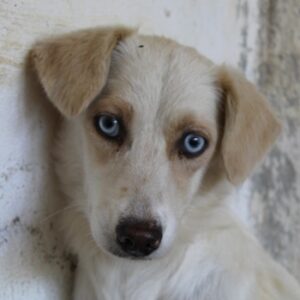 Shani – geb. ca. 01/2024 – 53947 Nettersheim