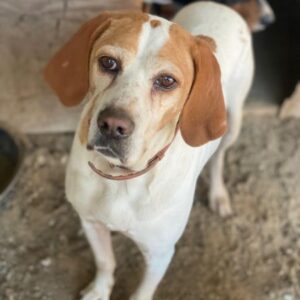 Sienna – geb. ca. 07/2023