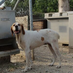 Sienna – geb. ca. 07/2023 – 67735 Mehlbach