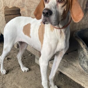 Sienna – geb. ca. 07/2023