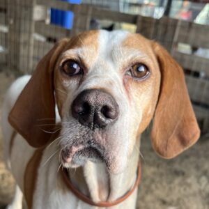 Sienna – geb. ca. 07/2023