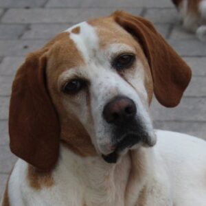 Sienna – geb. ca. 07/2023 – 67735 Mehlbach