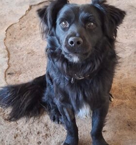 Smoky – geb. ca. 07/2023