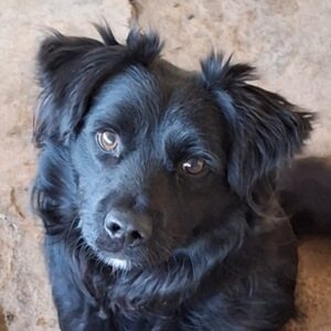 Smoky – geb. ca. 07/2023