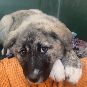 Soya – geb. ca. 10/2025