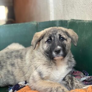 Soya – geb. ca. 10/2025