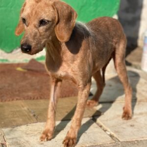 Tharu – geb. ca. 01/2024