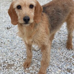 Tharu – geb. ca. 01/2024