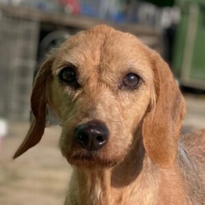 Tharu – geb. ca. 01/2024