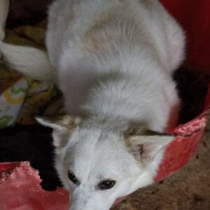 Thimia – geb. ca. 07/2023