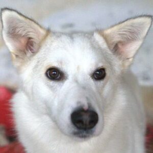 Thimia – geb. ca. 07/2023