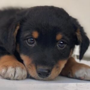 Tinos – geb. ca. 10/2025