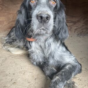 Tita – geb. ca. 10/2024