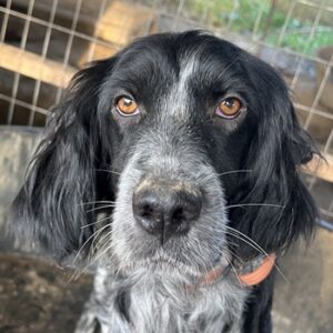 Tita – geb. ca. 10/2024