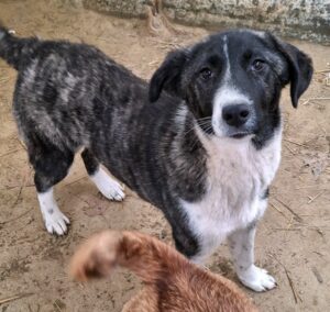 Tsuki – geb. ca. 04/2025