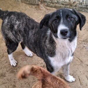 Tsuki – geb. ca. 04/2025