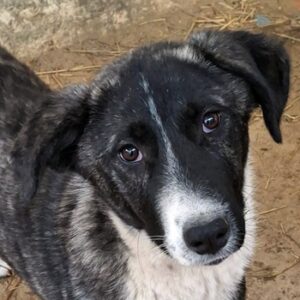 Tsuki – geb. ca. 04/2025