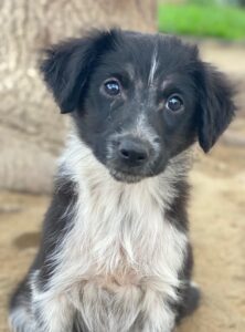 Vayla – geb. ca. 10/2025 – reserviert