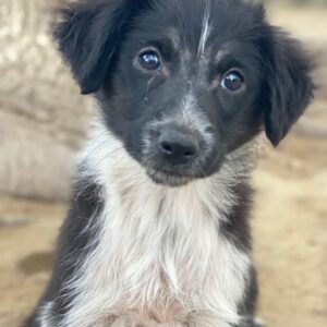 Vayla – geb. ca. 10/2025 – reserviert