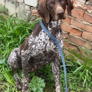 Venari – geb. ca. 04/2024