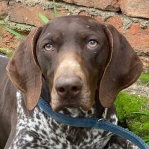 Venari – geb. ca. 04/2024