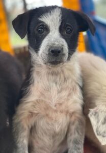 Zephira – geb. ca. 10/2025