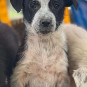 Zephira – geb. ca. 10/2025