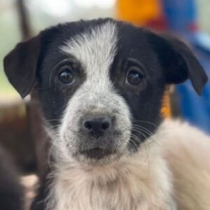 Zephira – geb. ca. 10/2025