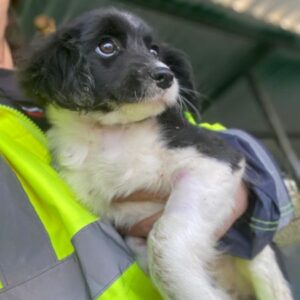 Ada – geb. ca. 09/2025